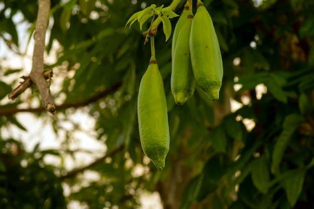 Árbol de algodón Ceiba pentandra Randu Javanese la fruta perenne se puede utilizar para hacer colchones