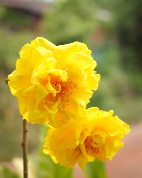 Árbol de algodón de seda, árbol de algodón amarillo