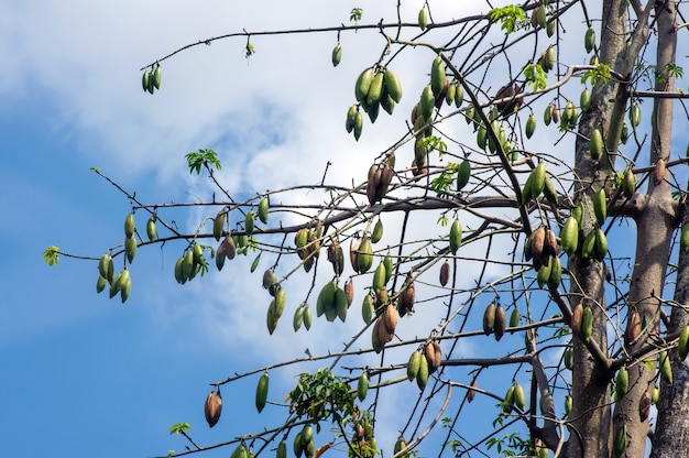 Árbol de algodón de seda blanca Ceiba pentandra Kapuk Randu javanés