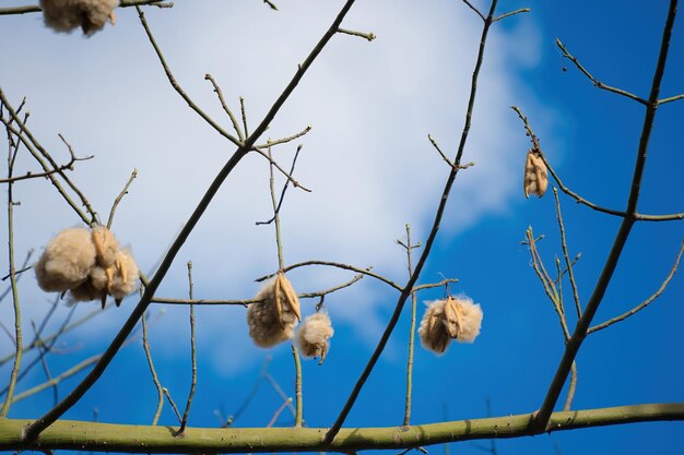 Árbol de algodón de seda blanca Ceiba pentandra Kapuk Randu Javanese la fruta perenne se puede utilizar para hacer