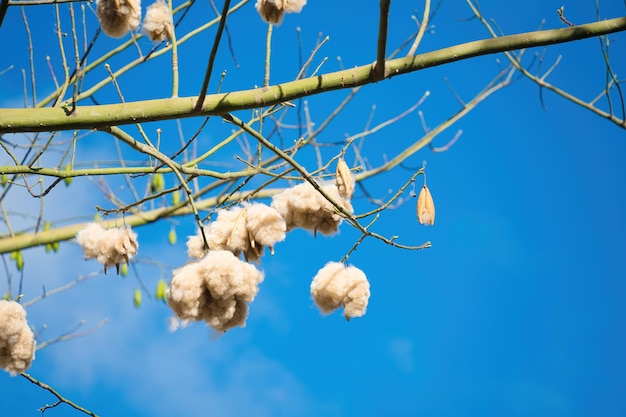 Árbol de algodón de seda blanca Ceiba pentandra Kapuk Randu Javanese la fruta perenne se puede utilizar para hacer