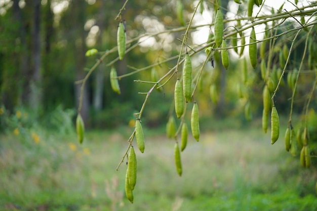 Árbol de algodón de seda blanca o árbol de ceiba que da frutos verdes