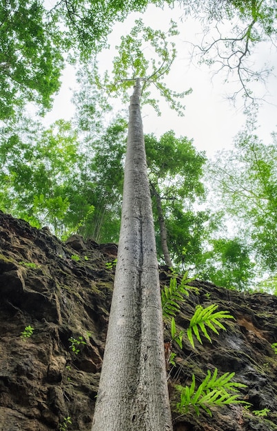 Árbol alto bajo ángulo en el bosque