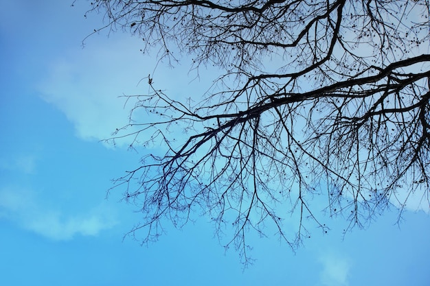 Árbol de alto contraste de silueta tropical bajo el cielo azul.