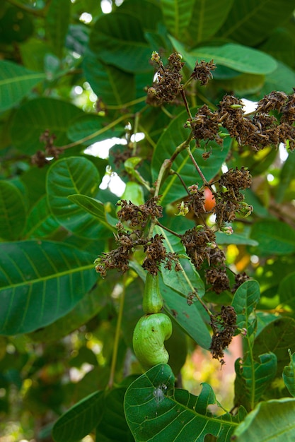 Árbol de anacardo, relleno de frutos rojos