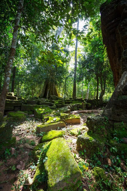 Árbol en Angkor