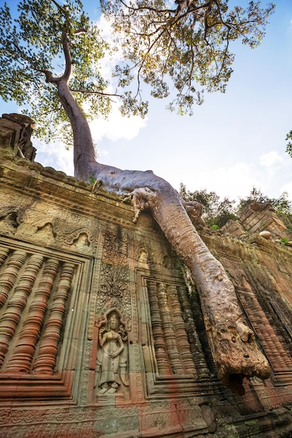 Árbol en Angkor