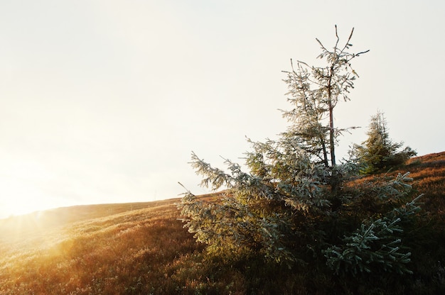 Árbol de año nuevo con escarcha al amanecer majestuoso en el paisaje de las montañas.