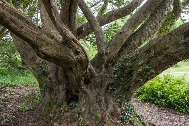 Árbol antiguo Irlanda