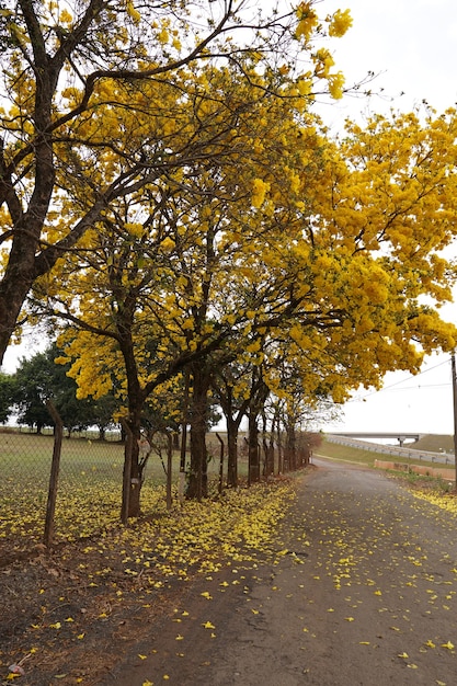 Árbol de araguaney amarillo florecido en el campo