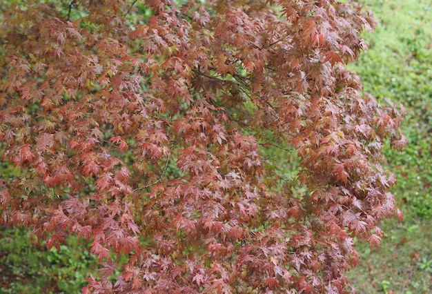 Árbol de arce acer