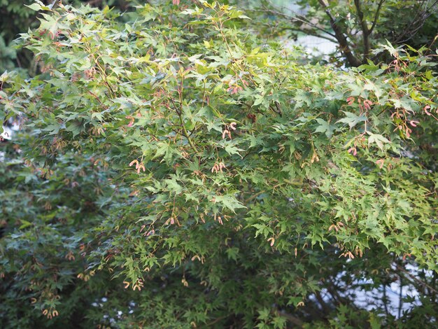 Árbol de arce acer