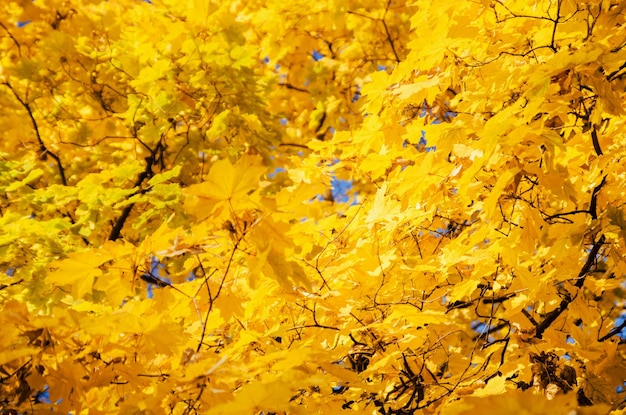 Árbol de arce amarillo otoñal con follaje colorido y hojas como hermoso fondo estacional