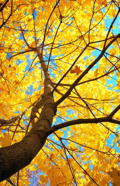 Árbol de arce amarillo en el parque de otoño.