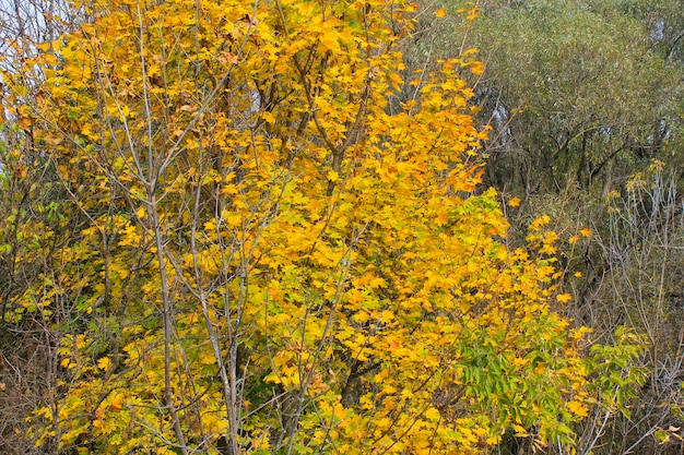 Árbol de arce en el bosque de otoño