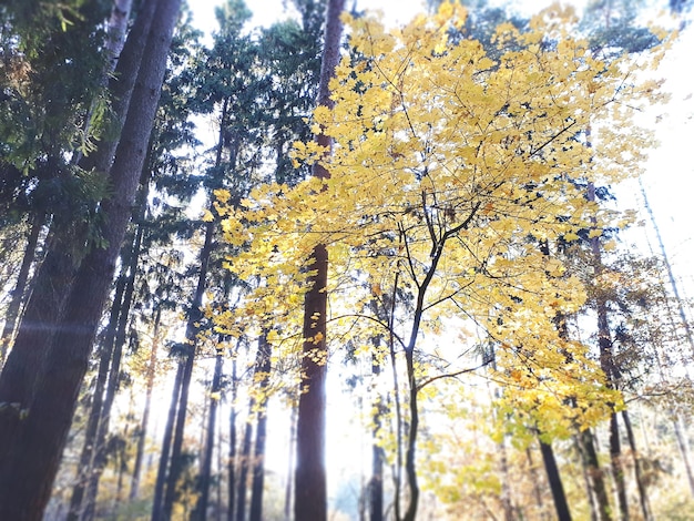 Árbol de arce con hojas amarillas en el bosque de pinos en otoño vista desde abajo