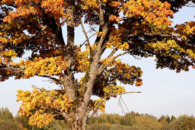 Árbol de arce con hojas rojas y amarillas en un soleado día de otoño en Letonia
