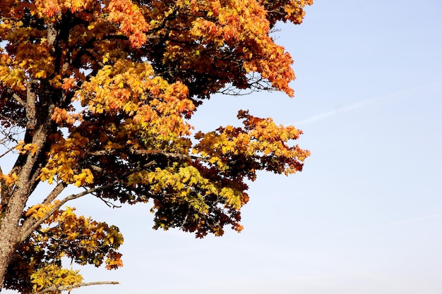 Árbol de arce con hojas rojas y amarillas en un soleado día de otoño en Letonia