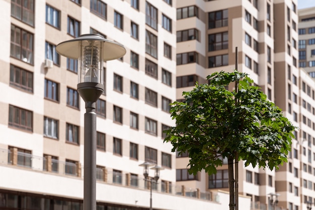 Árbol de arce joven con hojas verdes y farol de metal gris