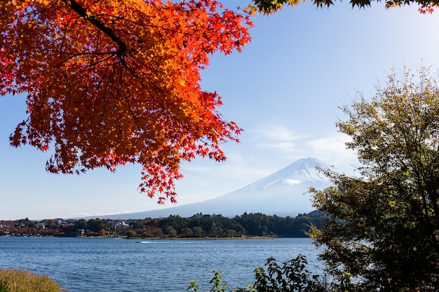 Árbol de arce y montaña Fuji en otoño