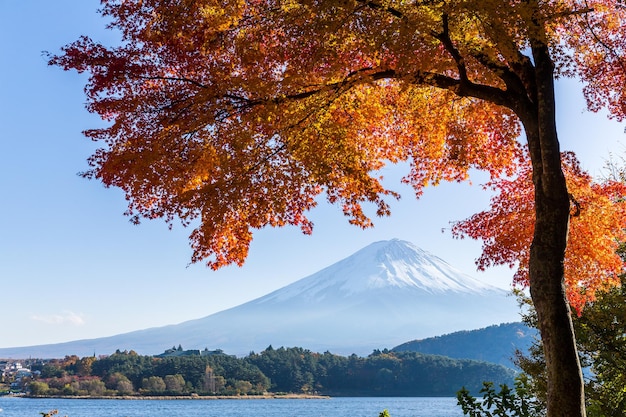 Árbol de arce y monte Fuji