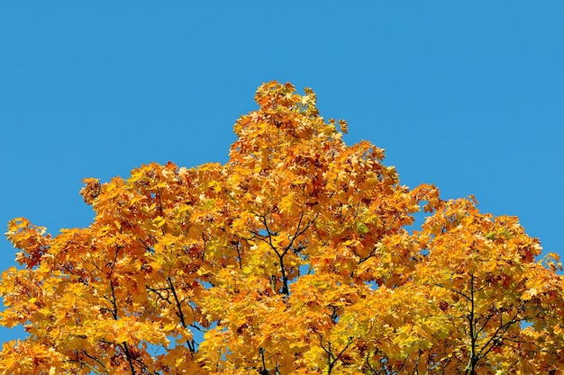 Árbol de arce otoñal con hojas amarillas contra el cielo azul puro.