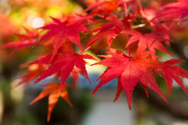 Árbol de arce de otoño