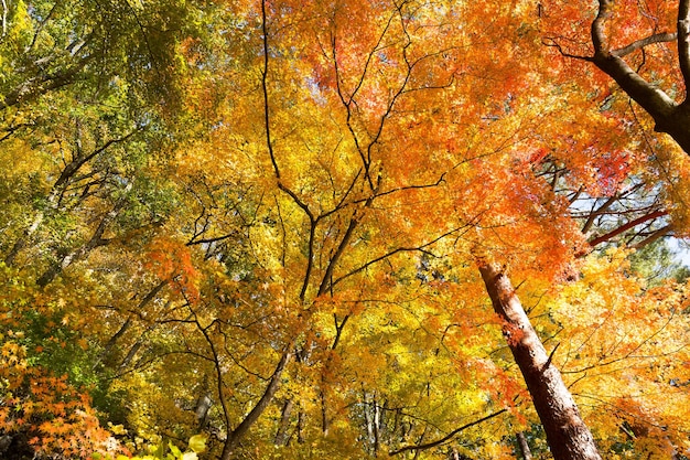 Árbol de arce en otoño