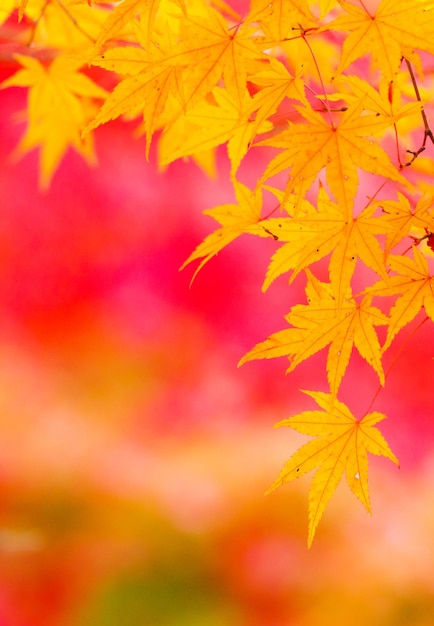 Árbol de arce en otoño