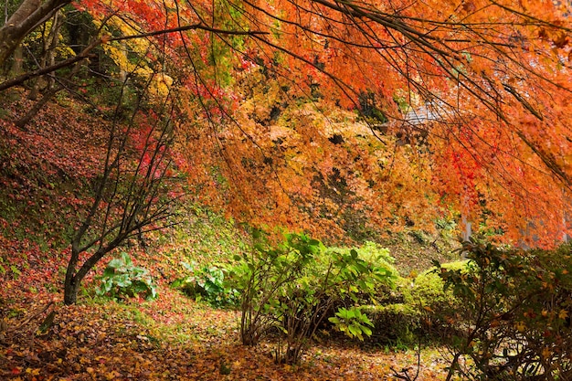 Árbol de arce en otoño