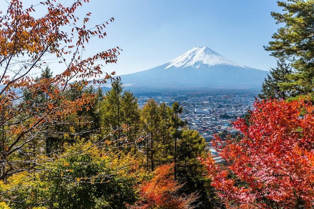 Árbol de arce rojo y montaña Fuji