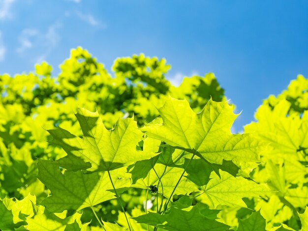 Árbol de arce verde contra el cielo azul con sol