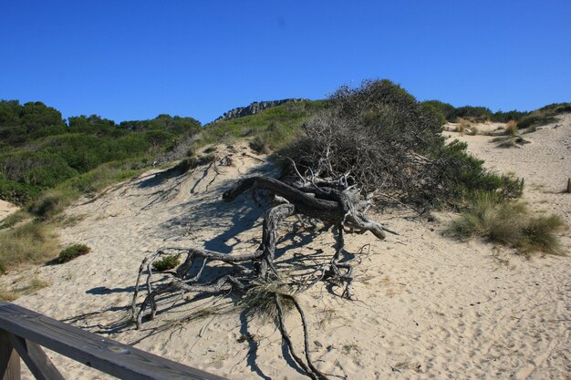 Árbol en la arena contra el cielo azul claro