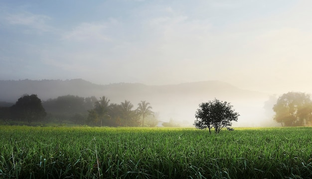 Árbol en el arroz verde Campo con la niebla en la luz del sol de la mañana