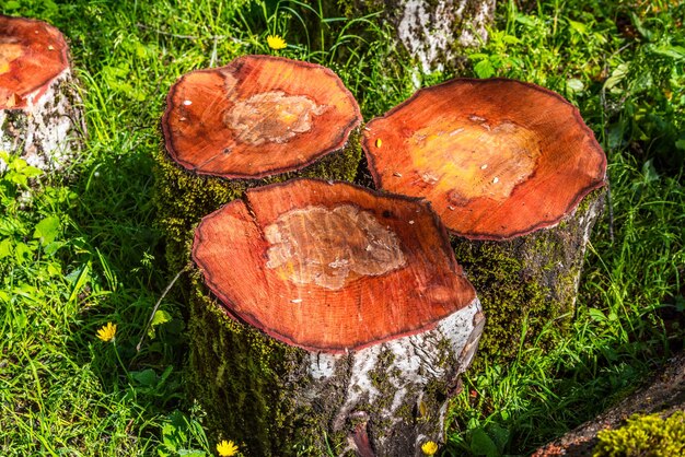 Árbol aserrado en el bosque