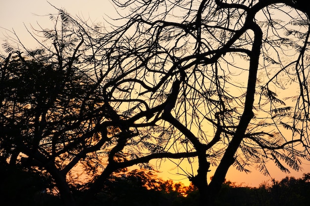 Árbol de aspecto negro al atardecer