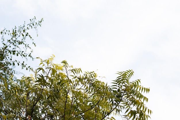 Árbol Azadirachta en cielo brillante