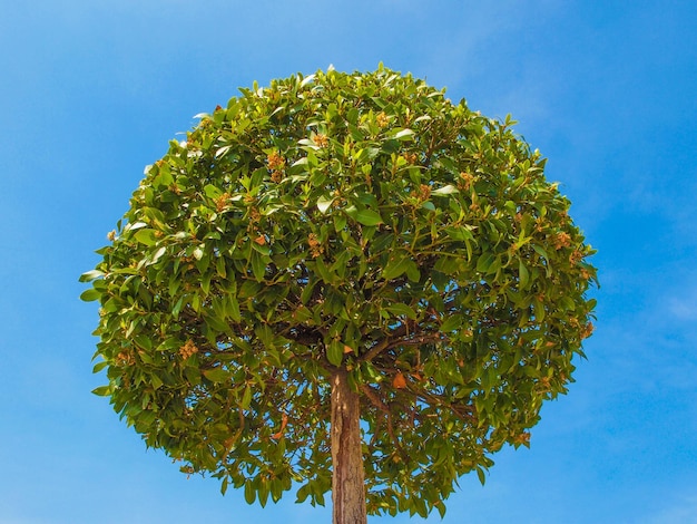 Árbol de bahía sobre cielo azul