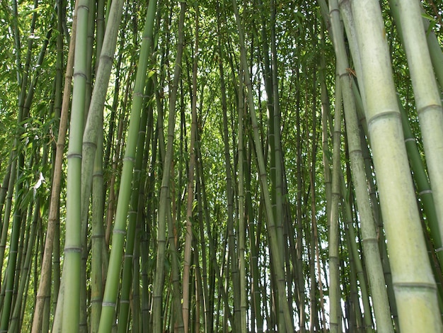 Árbol de bambú (Bambusoideae)