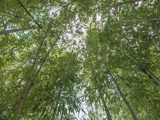 Árbol de bambú Bambusoideae