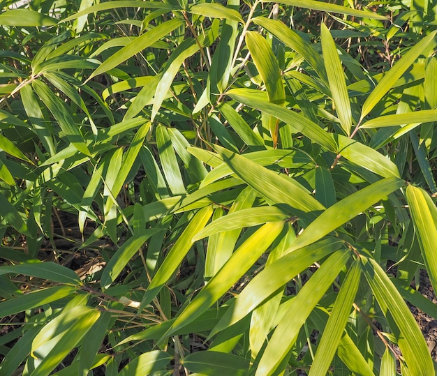 Árbol de bambú Bambusoideae