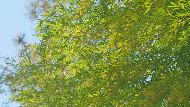 Árbol de bambú con fondo de cielo bosque de bambú de primavera hojas de bambú verdes con cielo azul en el