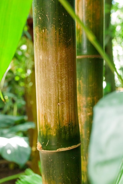 Árbol de bambú y hojas naturaleza bosque