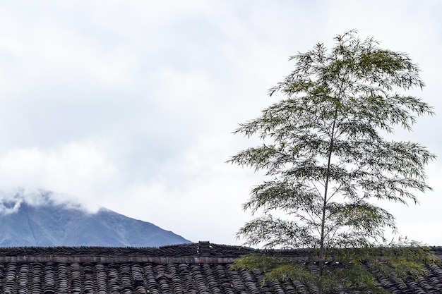 Árbol de bambú sobre el techo de la casa de campo