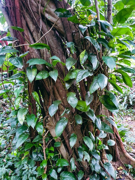 Árbol banyan viejo con muchas raíces