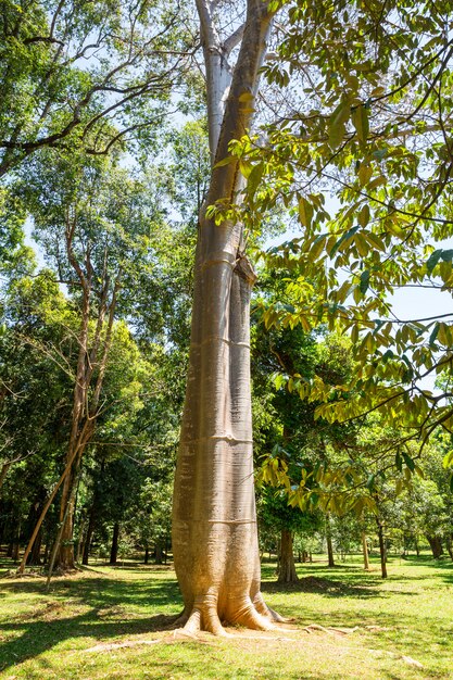 Árbol baobab en el bosque tropical de Ceilán