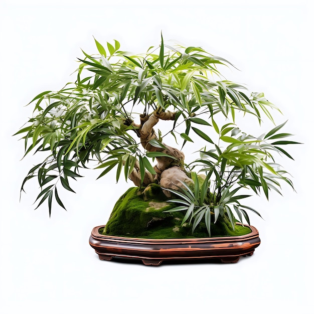 Árbol Bonsai de bambú aislado olla de bambú hojas delgadas concepto Zen Nat en blanco BG Japón Arte chino