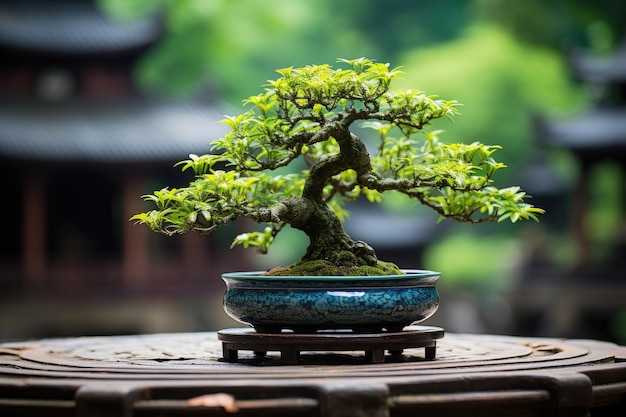 Árbol bonsái, una forma de arte tradicional japonesa, fotografía publicitaria profesional