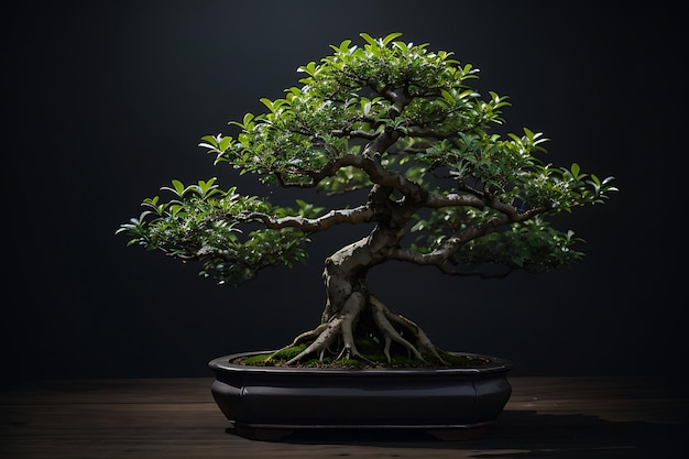 Árbol de bonsai en maceta sobre un fondo oscuro