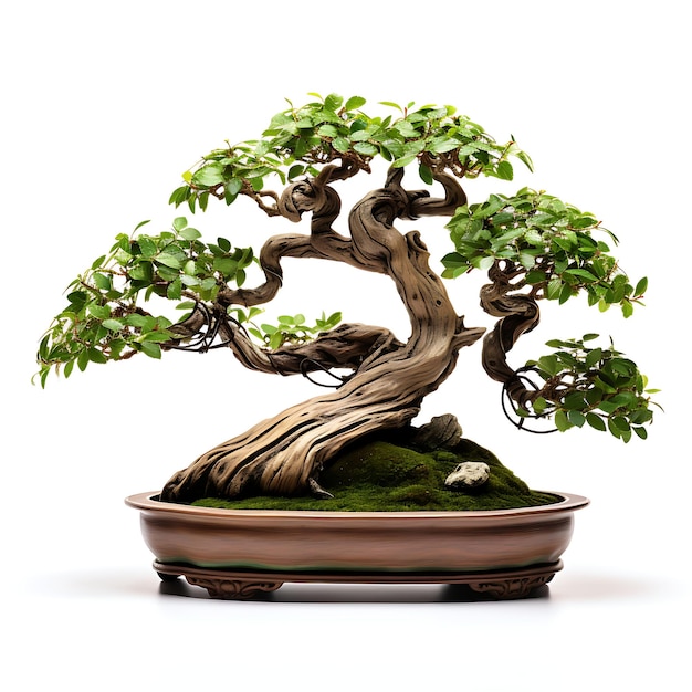 Árbol de bonsai de olmo aislado olla de arcilla hojas asimétricas armoniosas en blanco BG Japón Arte chino
